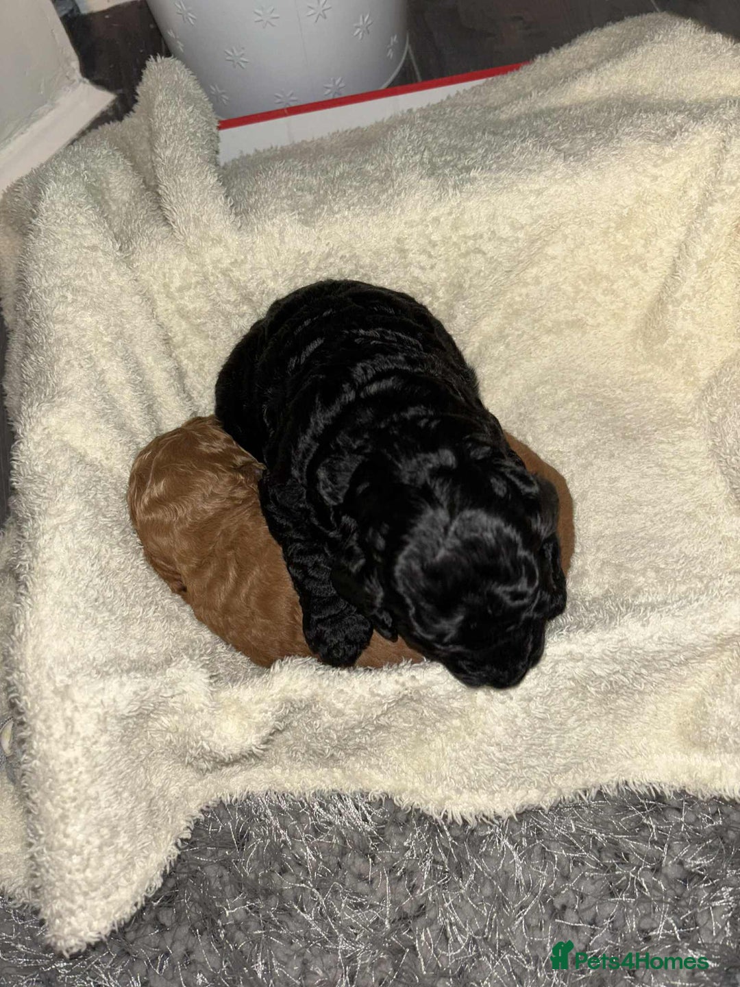 Cockapoo dogs for sale: 1 LEFT Toy f1b cokapoos🐶🐶 - Advert 15