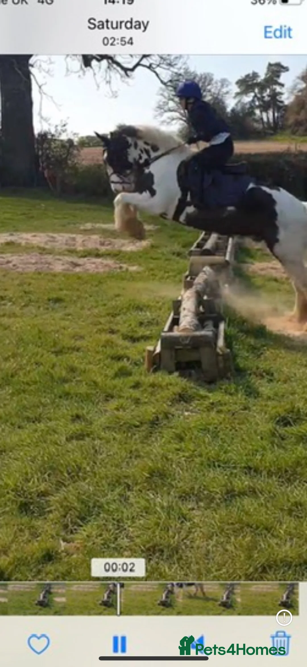 Irish Cob horses for sale: Koby handsome gelding  - Advert 8
