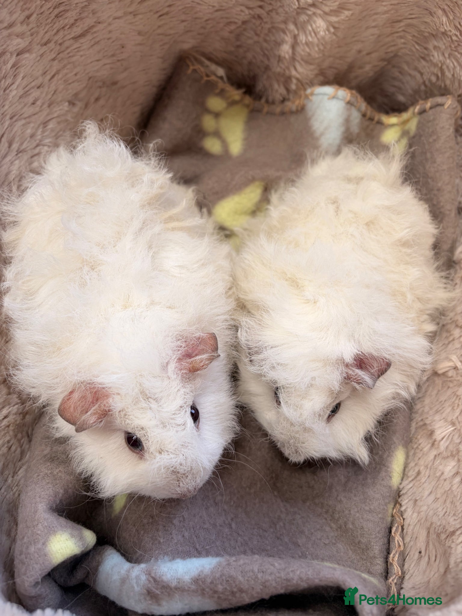 Guinea Pig rodents BEAUTIFUL BABY GUINEA PIGS, BOYS AND GIRLS  - Advert 11