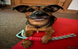 Patterjack dogs for stud: Patterjack stud - Image 2