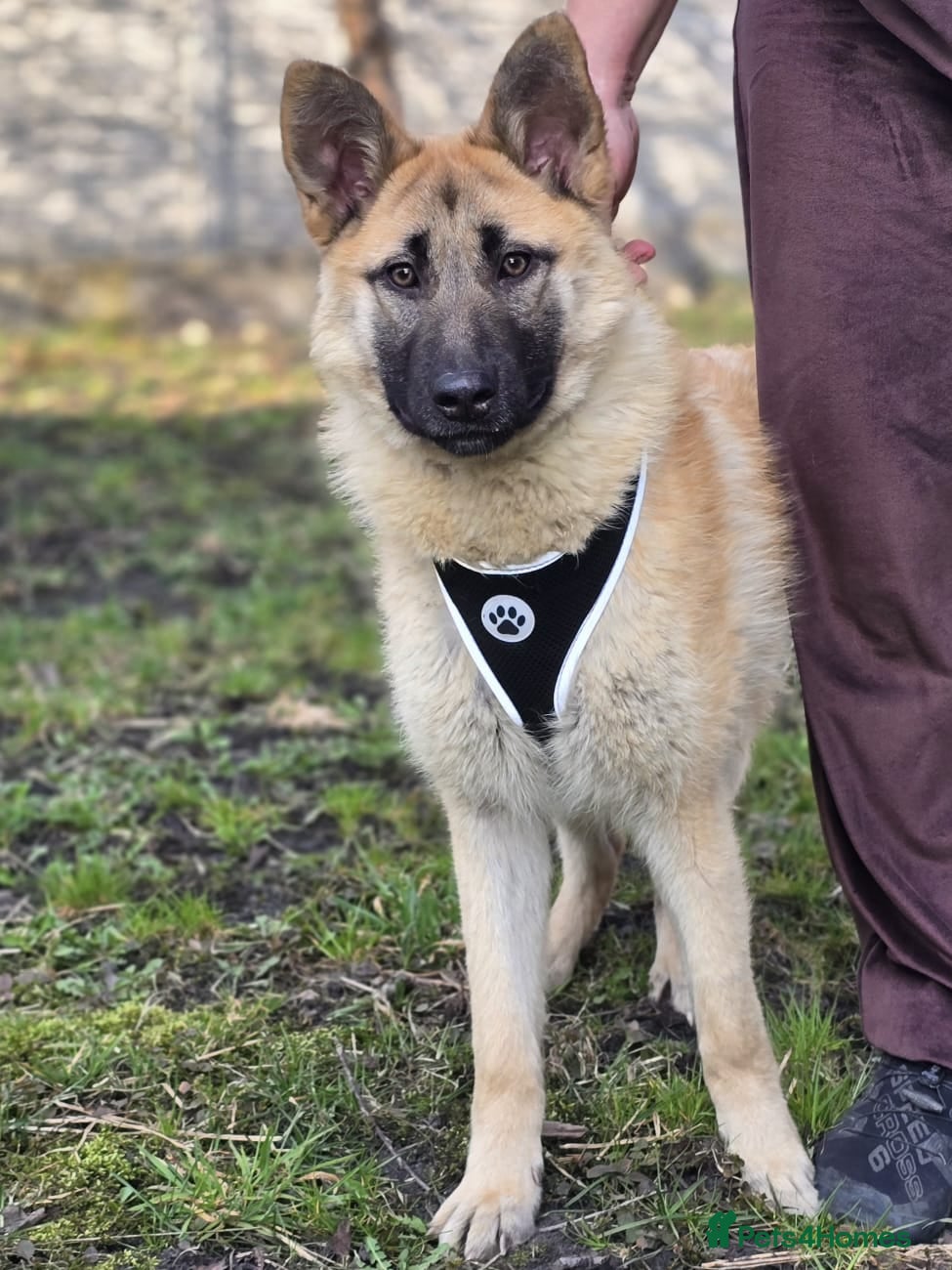 Mixed Breed dogs ❤️JILLY❤️ 9 months old gentle puppy girl - Advert 1
