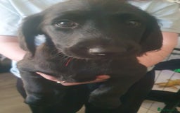 Labradoodle dogs for sale: ☆Ready to leave☆ CHUNKY PUPPIES ☆ - Advert 24