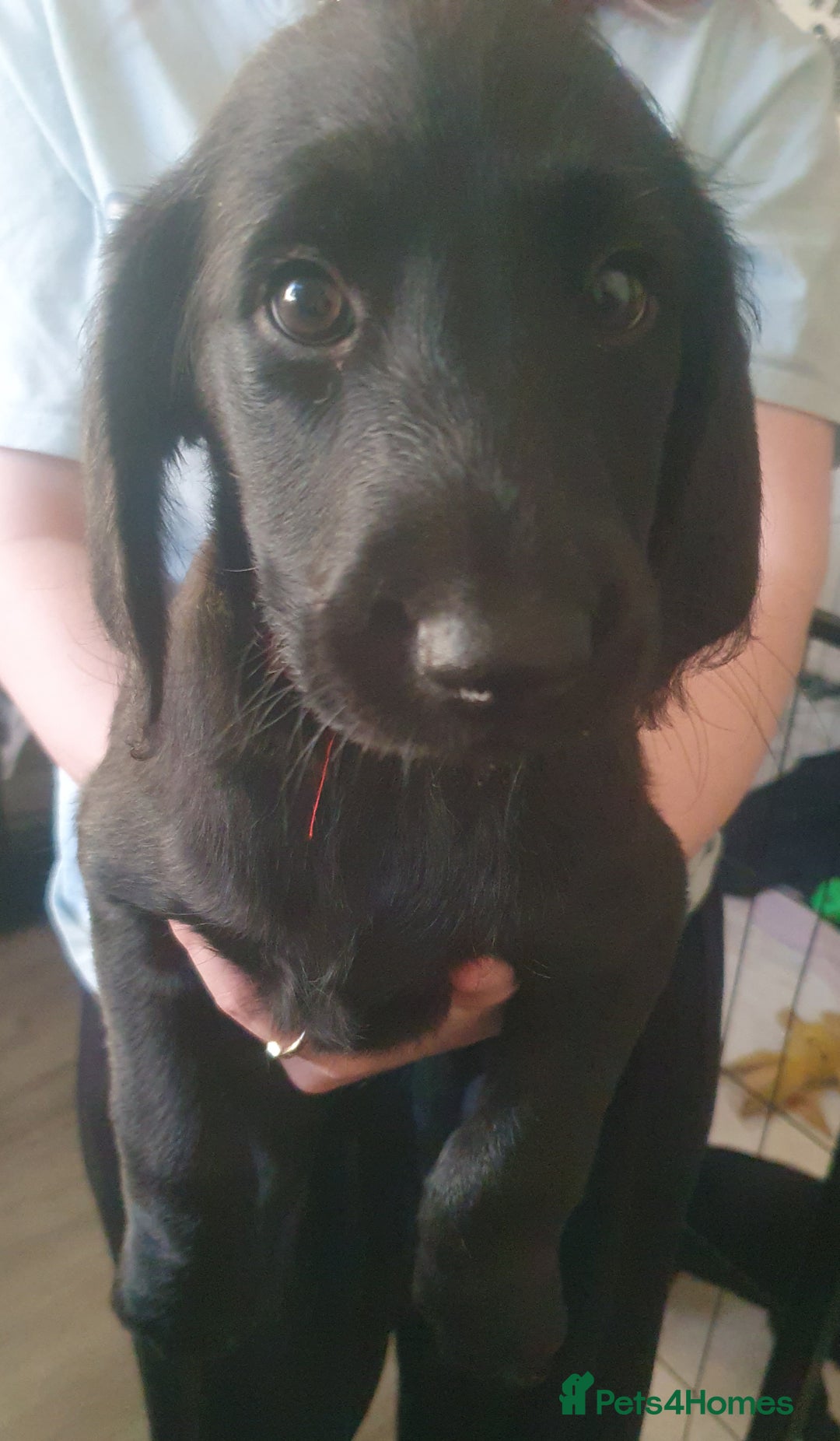 Labradoodle dogs for sale: ☆Ready to leave☆ CHUNKY PUPPIES ☆ - Advert 24