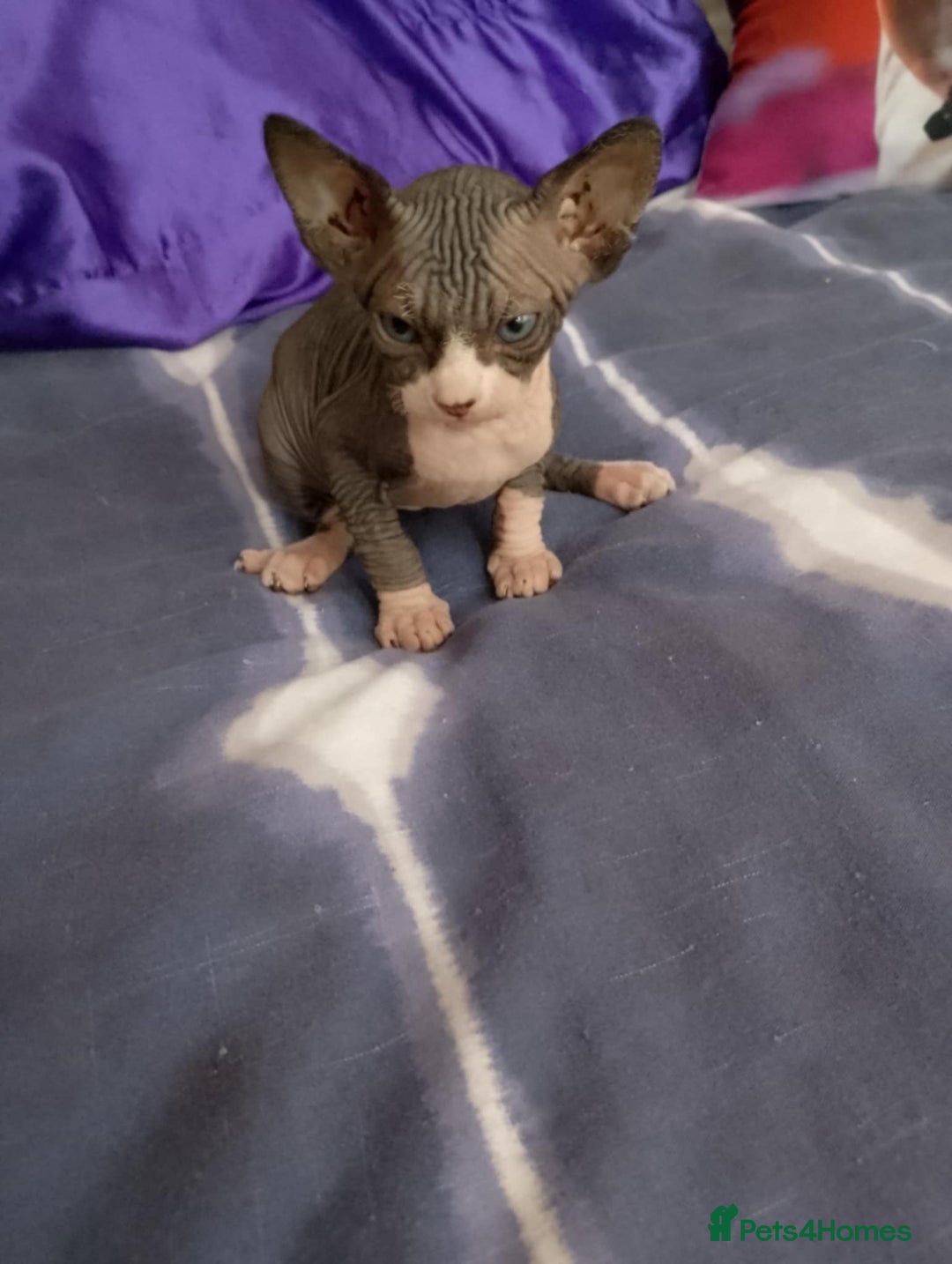 Sphynx cats for sale: 2 male & 4 female canadian sphynx looking for home - Image 5