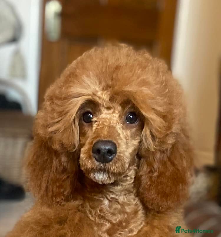 Miniature Poodle dogs KC Reg Miniature Poodles - Advert 3