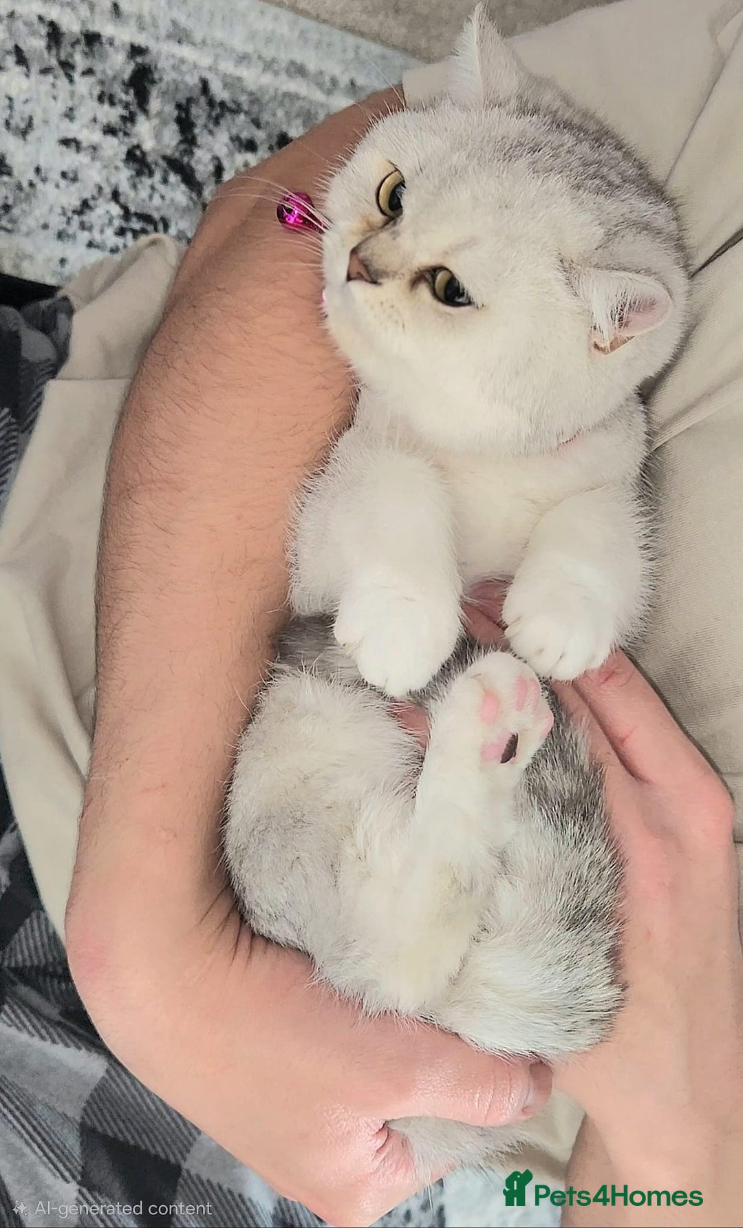 British Shorthair cats for sale: Amazing Quality Pedigree British Shorthair Kittens - Advert 27