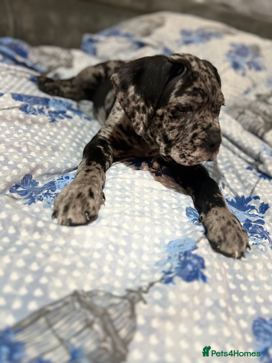 Cane Corso dogs for sale: Cane corso Merle  - Image 8