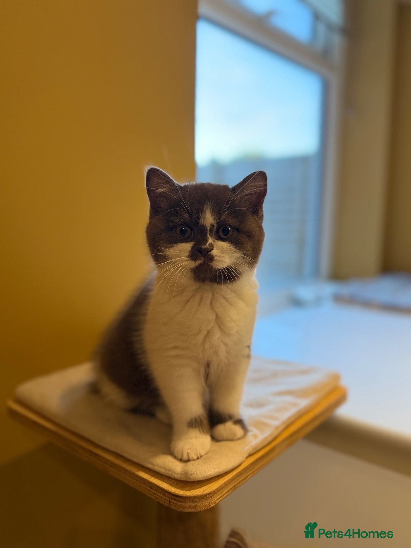 British Shorthair cats for sale: Beautiful British shorthairs  - Advert 1