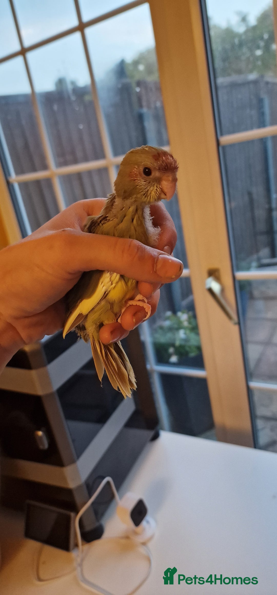 Parakeets birds for sale: Hand Tame kakarikis - Image 2