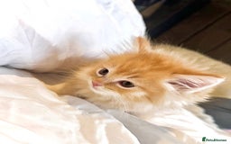 Ragdoll cats for sale: Ragdolls  - Image 5