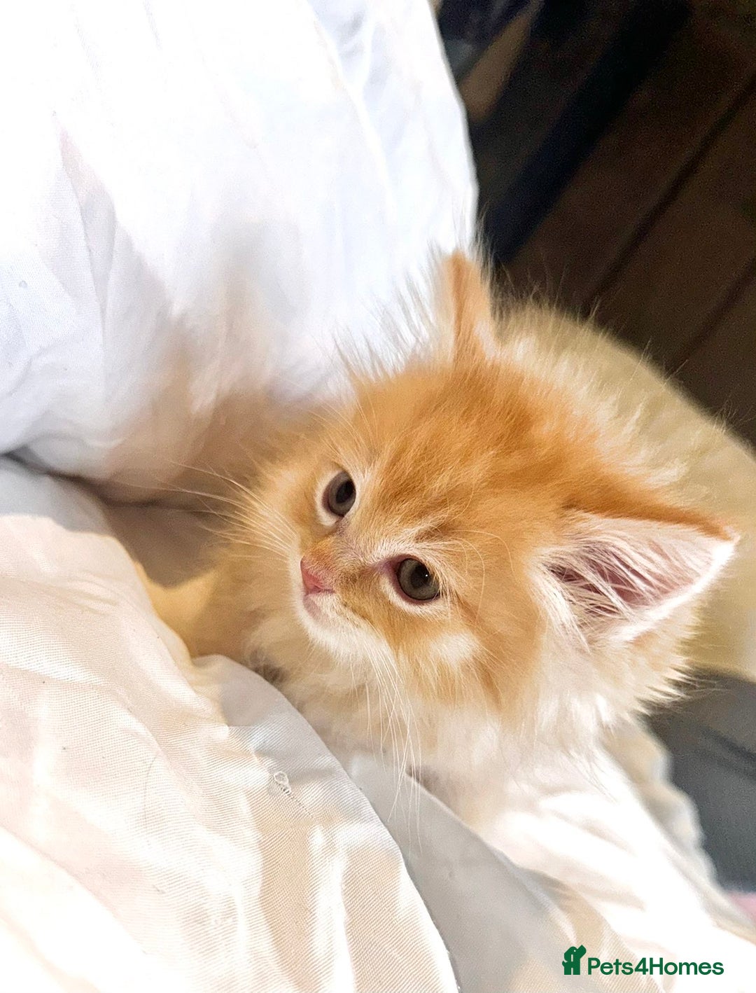 Ragdoll cats for sale: Ragdolls  - Image 5