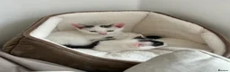 Mixed Breed cats for sale: Male kitten  in Doncaster - Advert 4