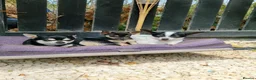 Chihuahua dogs for sale: Black and tan Chihuahua girl puppy - Advert 2