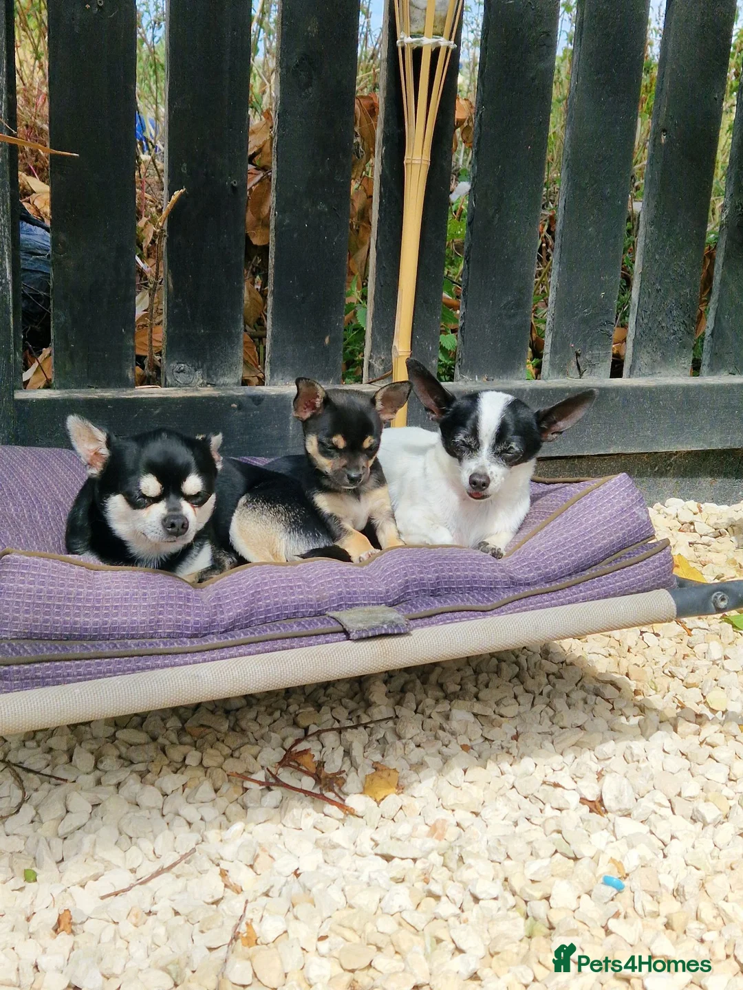 Chihuahua dogs for sale: Black and tan Chihuahua girl puppy - Advert 2