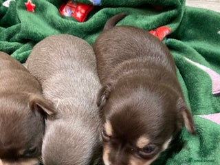 Chihuahua dogs 🎄 Chihuahua pups ready to leave 27th of December - Advert 5