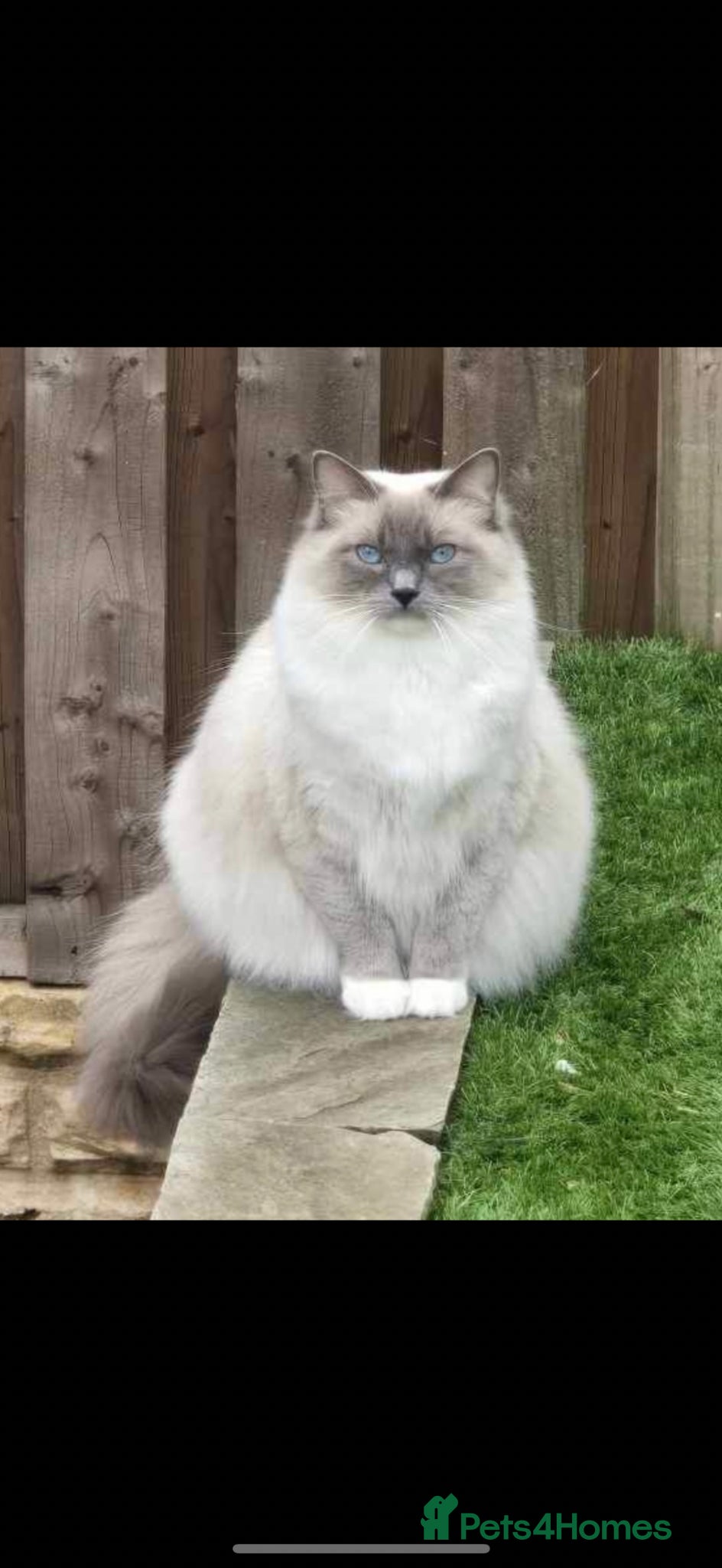 Ragdoll cats AMAZING RAGDOLL KITTENS  - Advert 1