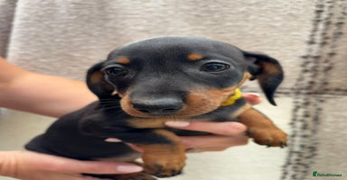 Miniature Dachshund dogs - Advert 11