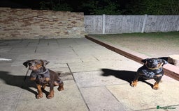 Dobermann dogs for sale: Dobermann female 1yo for rehome - Image 1