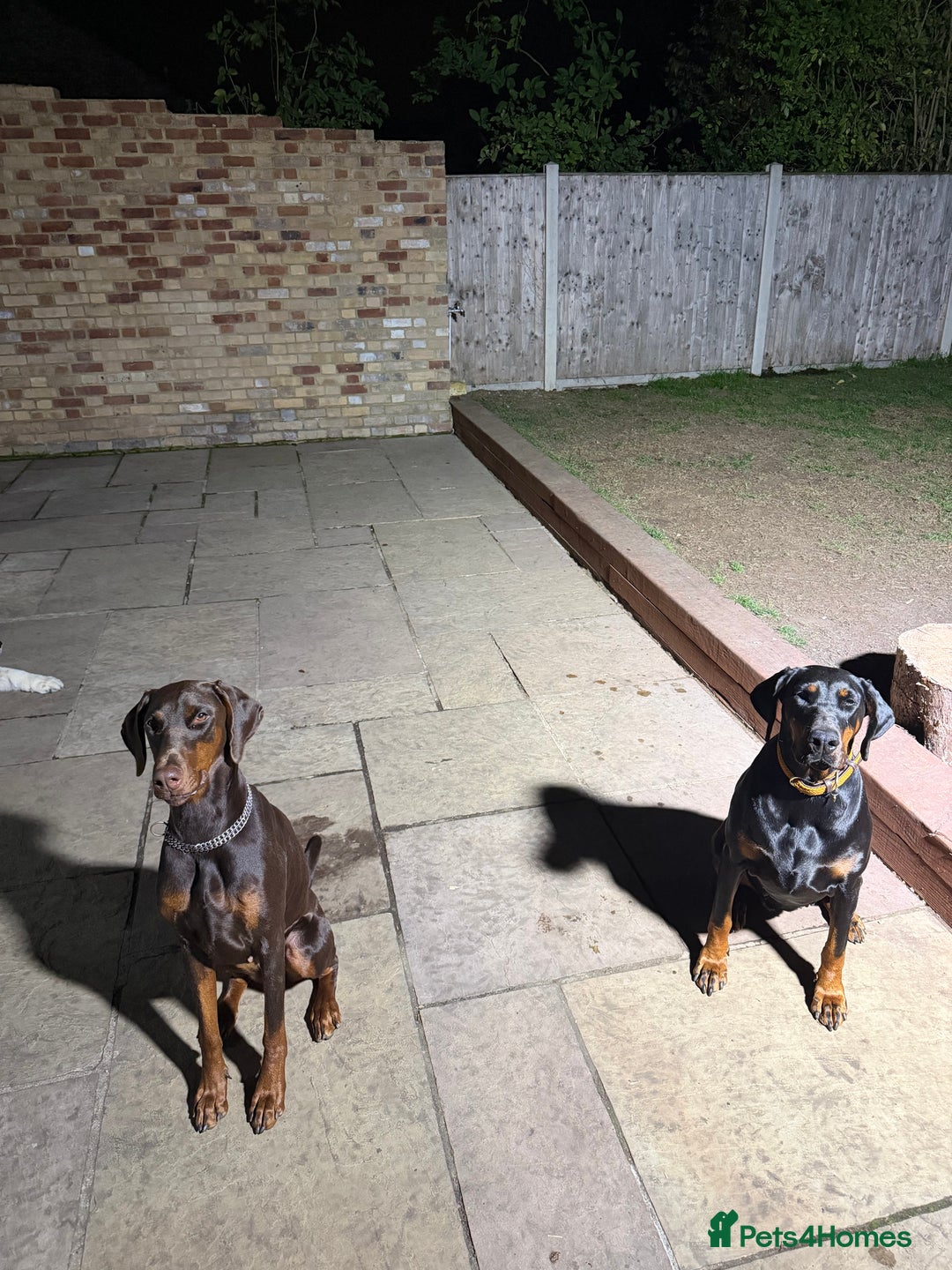 Dobermann dogs for sale: Dobermann female 1yo for rehome - Image 1
