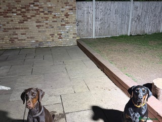 Dobermann dogs for sale - Advert 1