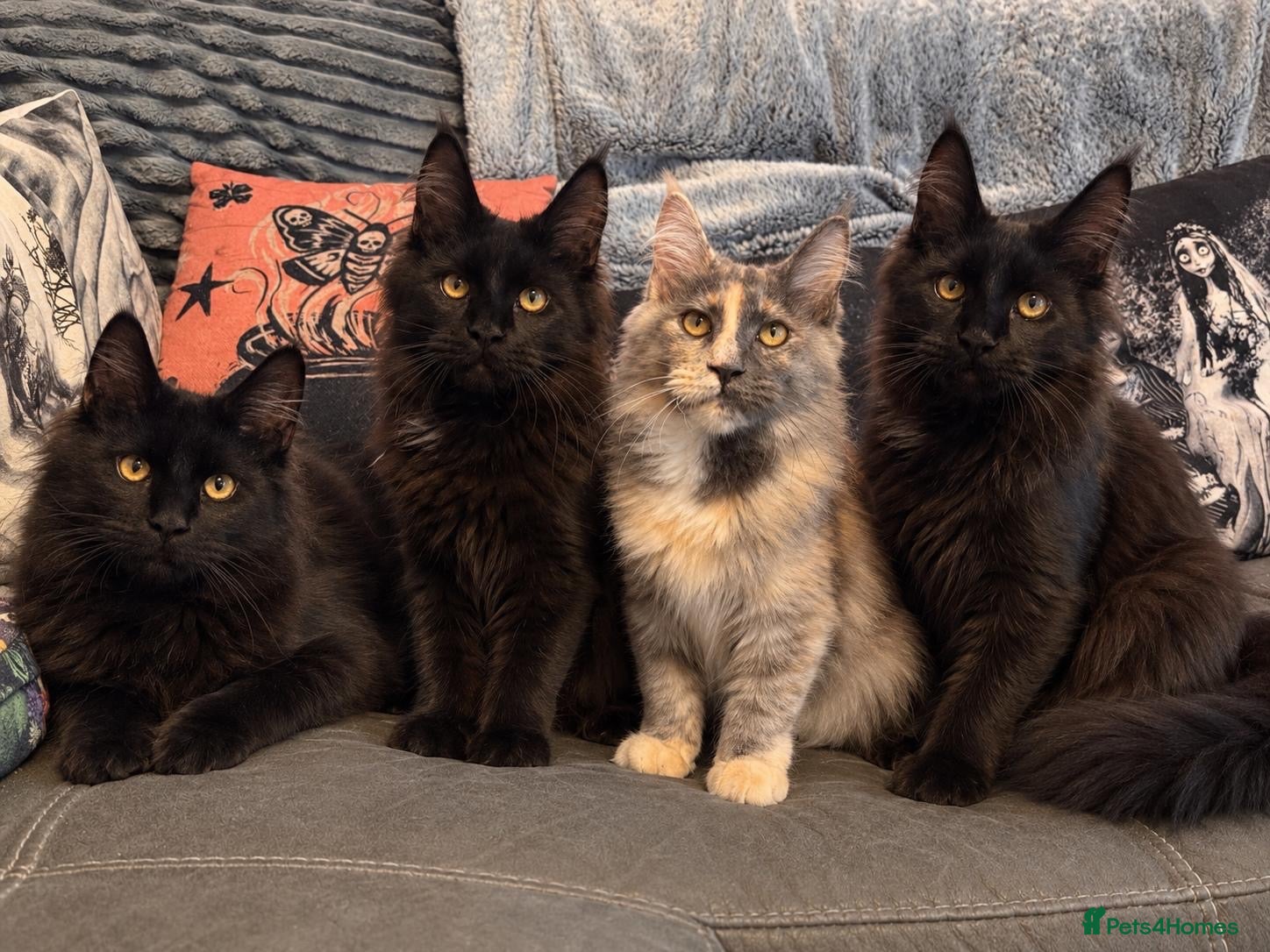 Maine Coon cats for sale: Reduced XL TICA Maine Coon Kitten active possible  - Advert 1