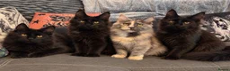 Maine Coon cats for sale: Reduced XL TICA Maine Coon Kitten active possible  - Advert 2