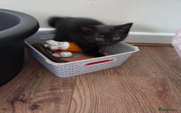 Mixed Breed cats for sale: Only boy left - Image 2