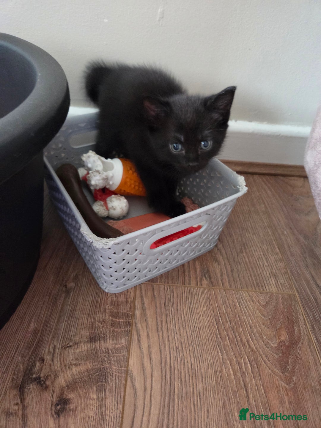 Mixed Breed cats for sale: Only boy left - Image 2