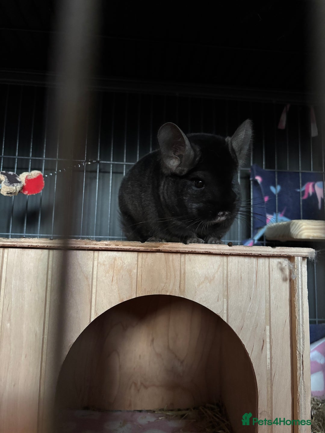 Chinchilla rodents for sale: Two gorgeous boys - Image 2