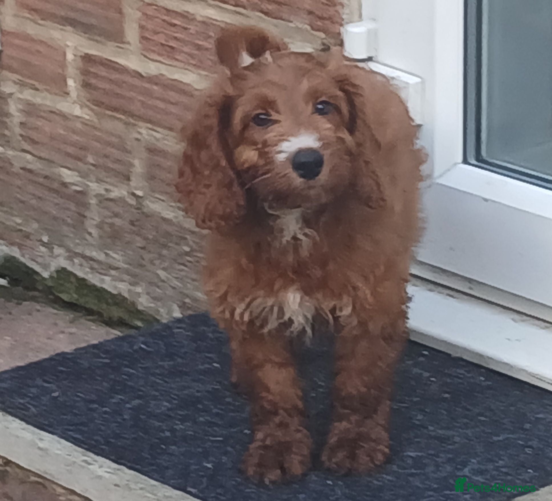 Cockapoo dogs Red and apricot cockedpoo puppys - Advert 1