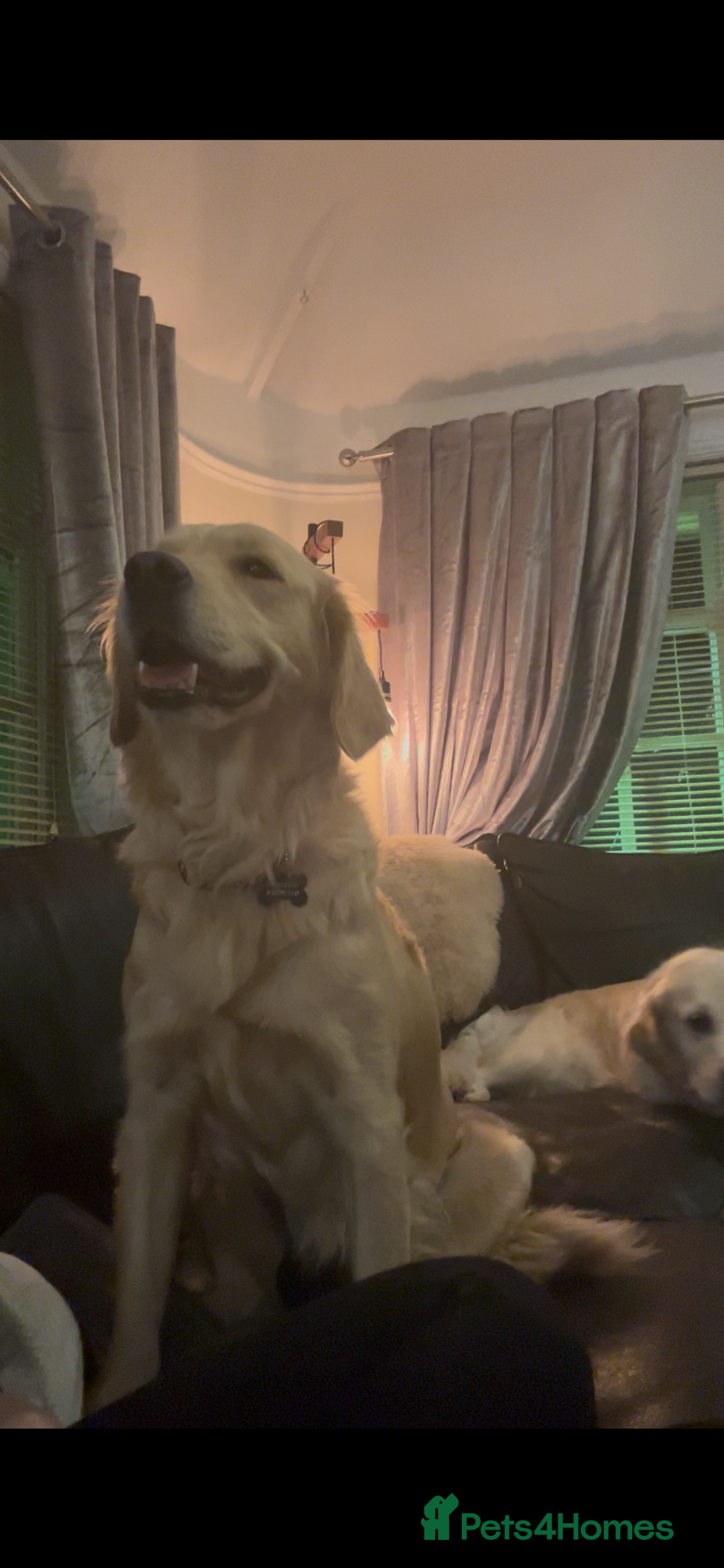 Golden Retriever dogs for sale: TRAINED KC 2YR GENTLE GIRL - Image 6