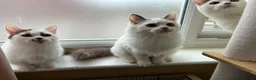 Munchkin cats for sale: Beautiful long legs Munchkin×BSH kittens  - Advert 15