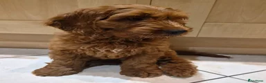 Cavapoo 1