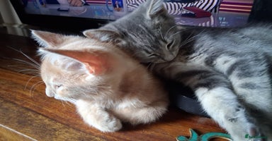 Mixed Breed cats - Advert 3