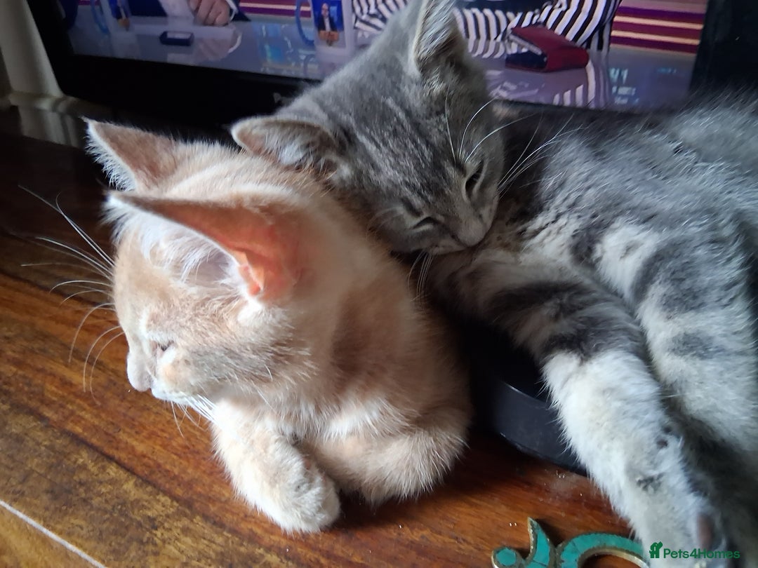 Mixed Breed cats for sale: Charming Cheeky Chunky  Bengal X Kittens. - Image 1