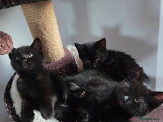 Mixed Breed cats Kittns - Advert 2