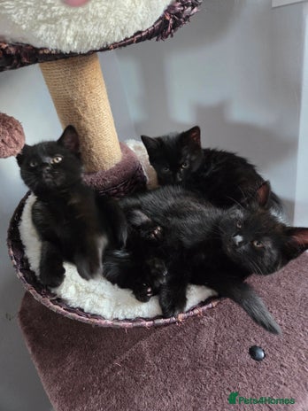 Mixed Breed cats Kittns - Advert 2