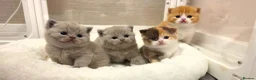 British Shorthair cats for sale: Beautiful British shorthair babies available  - Advert 2