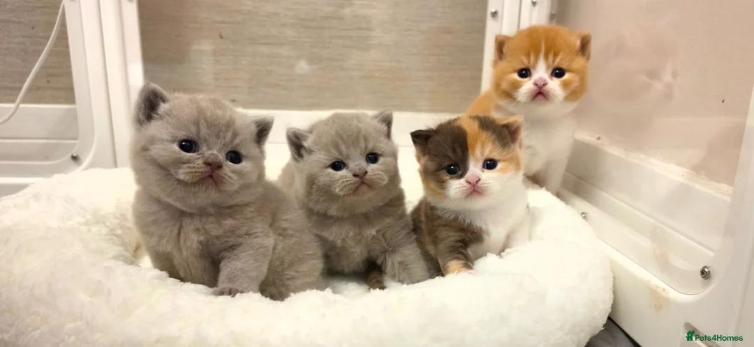 British Shorthair cats for sale: Beautiful British shorthair babies available  - Advert 2