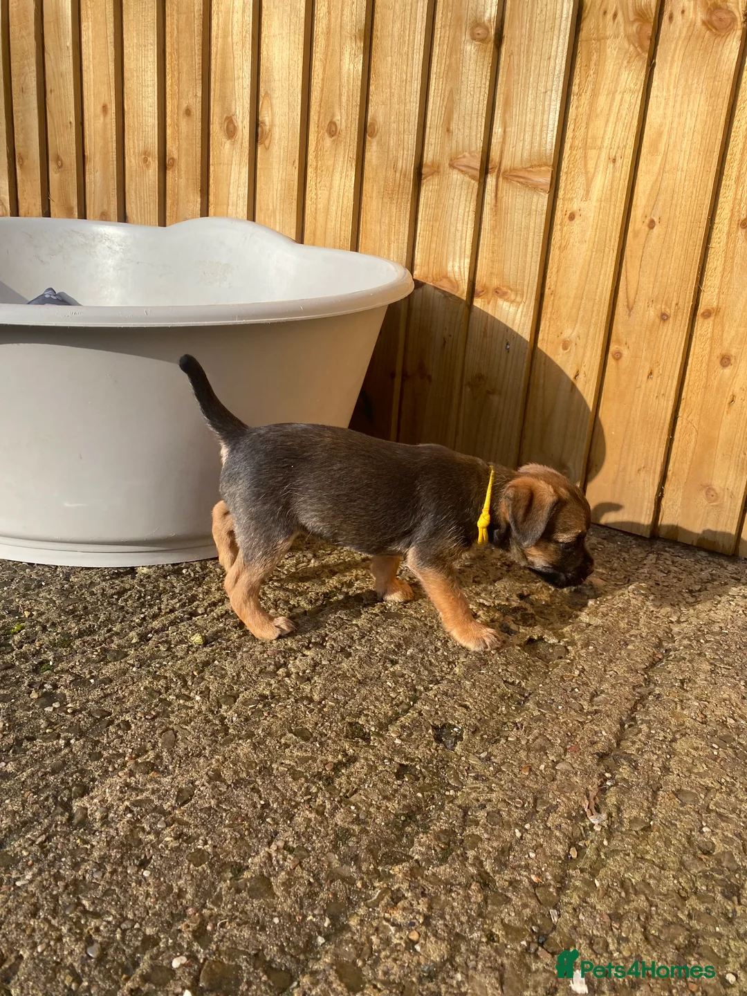 Border Terrier dogs for sale: ⭐️BORDER TERRIER PUPPIES  - Advert 28
