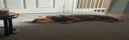 English Bulldog dogs for stud: English bulldog  in Hartlepool - Advert 2