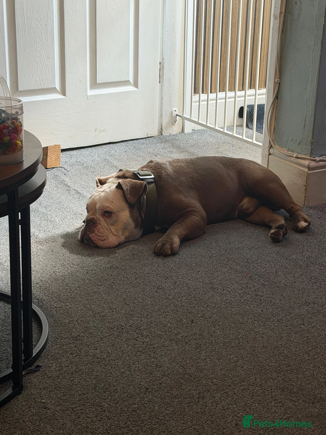 English Bulldog dogs for stud: English bulldog  in Hartlepool - Advert 2