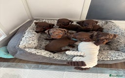 Miniature Dachshund dogs for sale: Beautiful miniature dachshunds  - Image 3