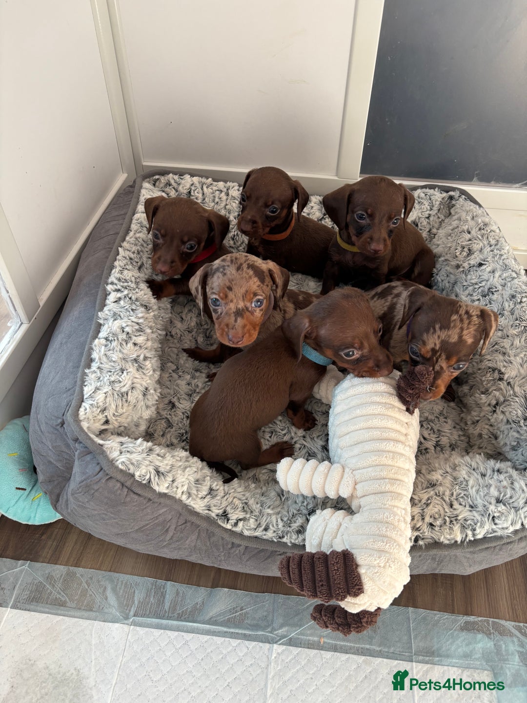 Miniature Dachshund dogs for sale: Beautiful miniature dachshunds  - Image 3