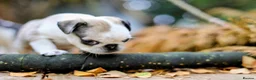 Pug dogs for sale: Panda pugs in Bishop Auckland - Advert 31