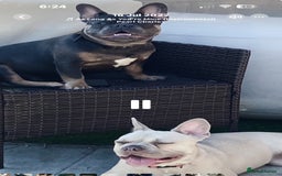 French Bulldog dogs for sale: French bulldog puppies 3 boys 2 girls  - Image 2