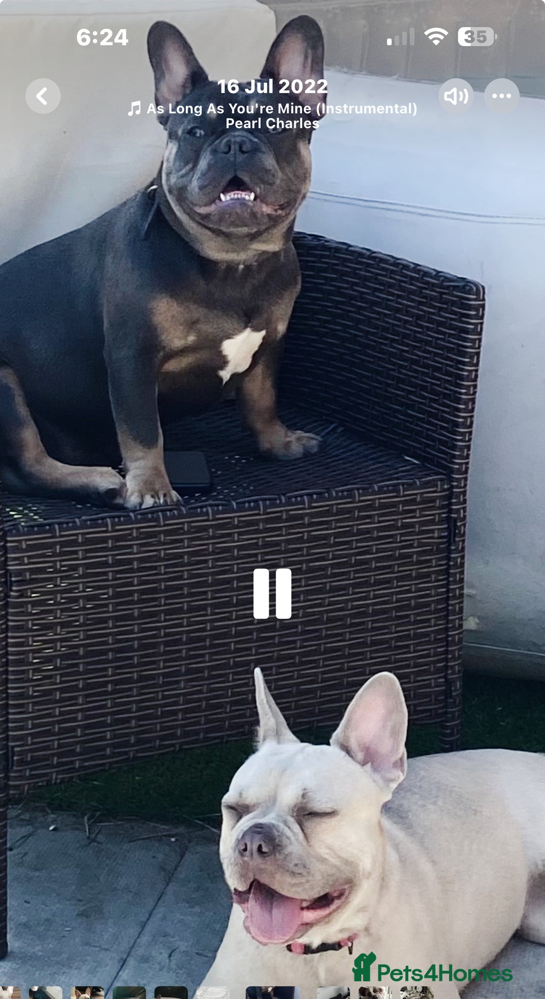 French Bulldog dogs for sale: French bulldog puppies 3 boys 2 girls  - Image 2