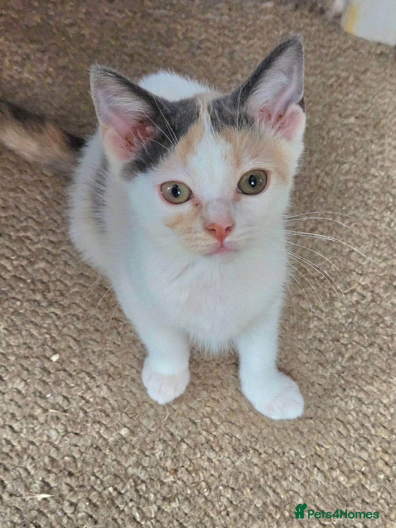 Mixed Breed cats Cute Calico, Tuxedo & Black babies (from £100) - Advert 1