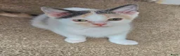 Mixed Breed cats for sale: Cute Calico, Tuxedo & Black babies (from £100) - Advert 1