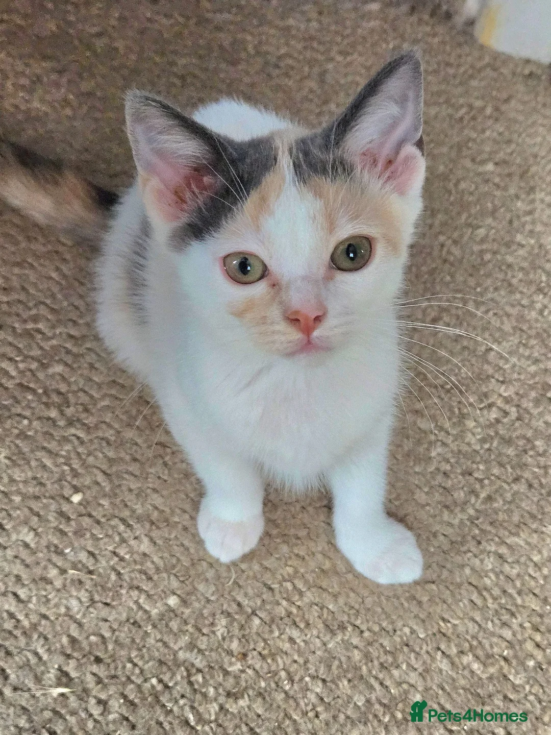 Mixed Breed cats for sale: Cute Calico, Tuxedo & Black babies (from £100) - Advert 1